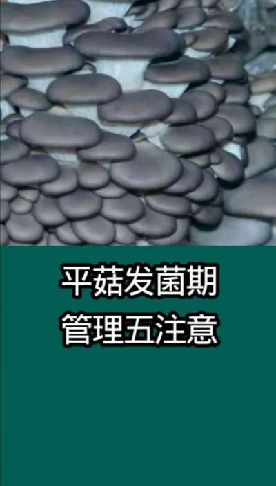 平菇发菌期管理五注意