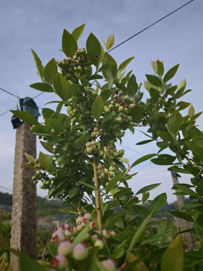 怀宁蓝莓！