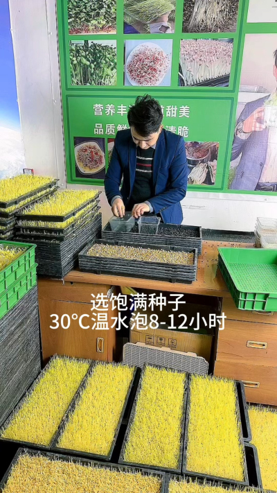 8秒看懂芽苗菜种植，就这几步：选好种、泡够时、铺匀了、勤喷水，不用土不费事儿，新手也能种得绿油油。想试试的，跟着做准成～