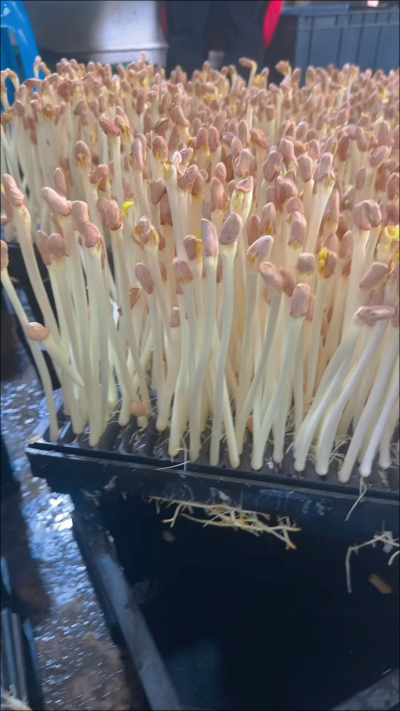 室内种花生芽这事儿，我琢磨透了&mdash;&mdash;一年四季都能出，没有淡旺季的愁；不用起早贪黑遭罪，一个人守着小空间就转得开。

咱普通人想整个稳当小营生，这不就是个实在路子？

你要是也动了心思，给亦玖点个红心、加