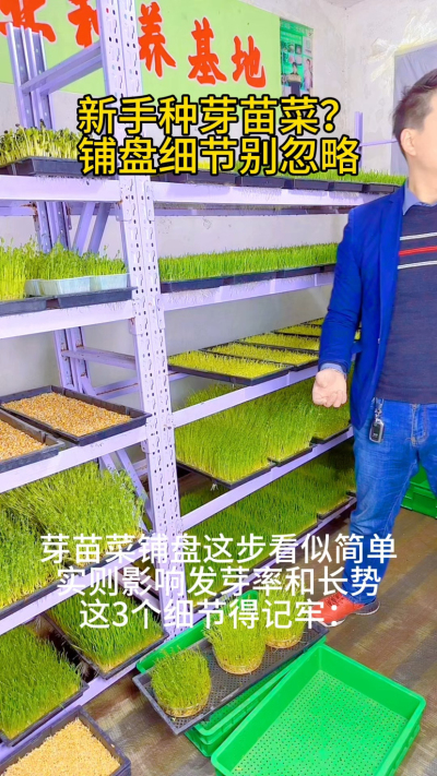 在芽苗菜种植中，铺盘是影响出苗质量的关键环节，看似简单却藏着不少技术要点：

1. 容器选择：优先选用带小孔的浅盘，保证排水性，避免积水导致种子腐烂。

2. 基质铺设：底层铺湿润的纱布或无纺布，厚度