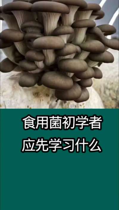 食用菌初学者应注意什么