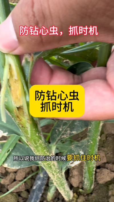 防钻心虫，抓时机
