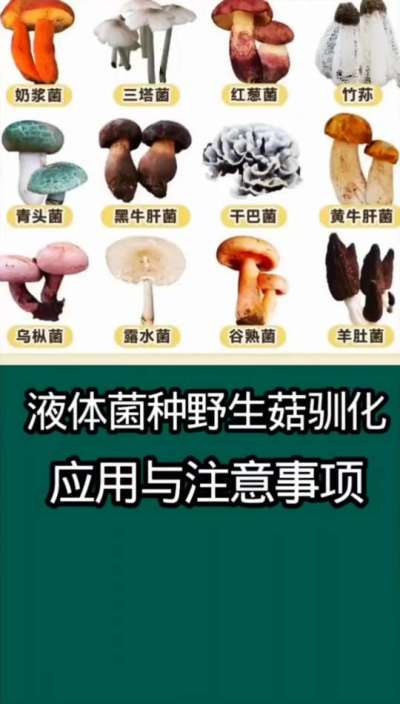 液体菌种野生菇驯化应用与注意事项