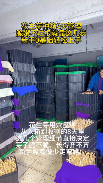 前阵子教邻居用穴盘种花生芽，他第5天就来电话，说芽子烂了一半，急得不行。一问才知道，他第4天没注意箱盖透光，芽子见光发红，还总担心缺水使劲浇水，这不就烂根了嘛。

其实这8天的管理真得按阶段来：头3天