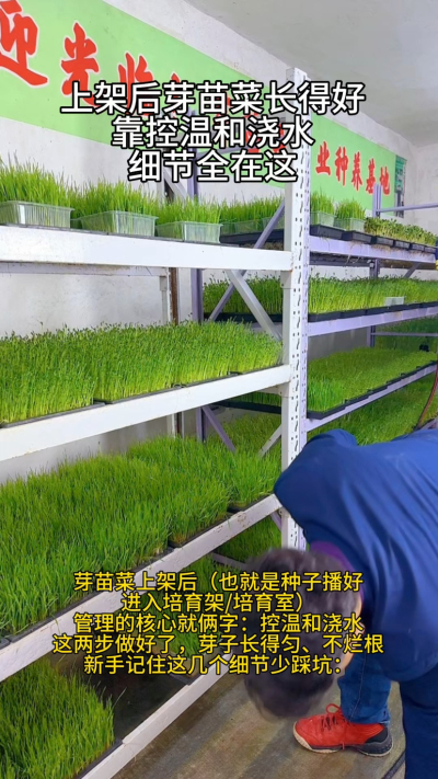 前阵子给学员线上指导，有个大姐发来照片：芽苗菜茎秆细得像线，还烂了一半。一问才知道，她上架后光想着多浇水长得快，正午大太阳下还往芽盘上泼冷水，不烂根才怪。

其实芽苗菜上架后，控温和浇水这俩细节，比啥