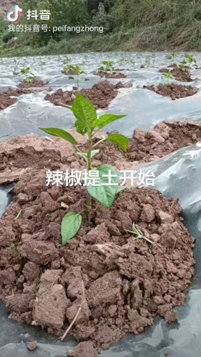 辣椒提土培根