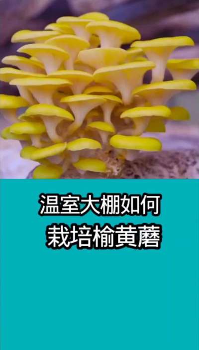 温室大棚如何栽培榆黄蘑