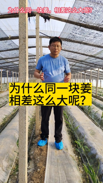 同一块姜，为什么差这么大呢？ 