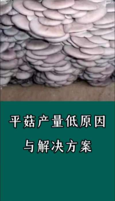 平菇产量低原因与解决方案