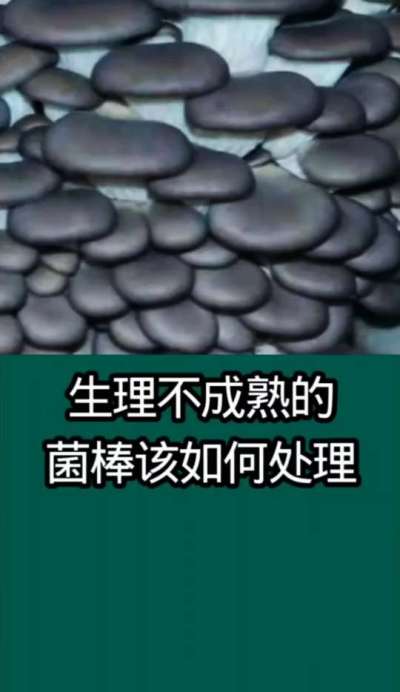 生理不成熟的菌棒该如何处理