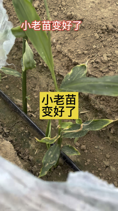 小老苗变好了！