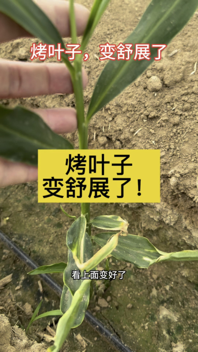 烤叶子变舒展了！