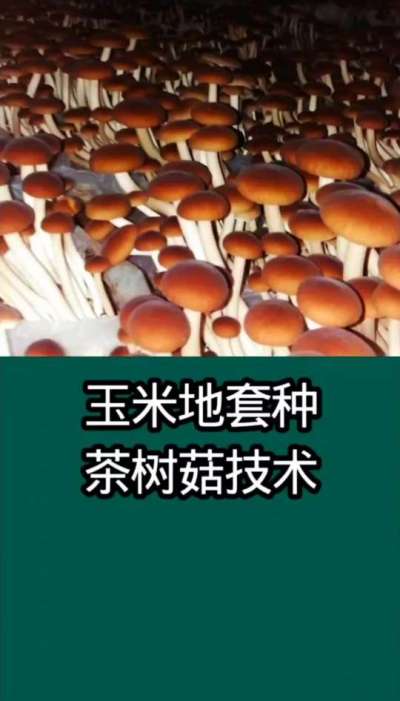 玉米地套种茶树菇技术