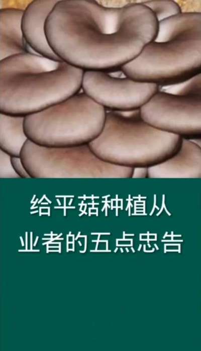 给平菇种植从业者的五点忠告
